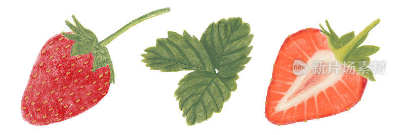 Strawberry, red berries, strawberries with leaves,sweet food, ilustraciones botánicas decorativas